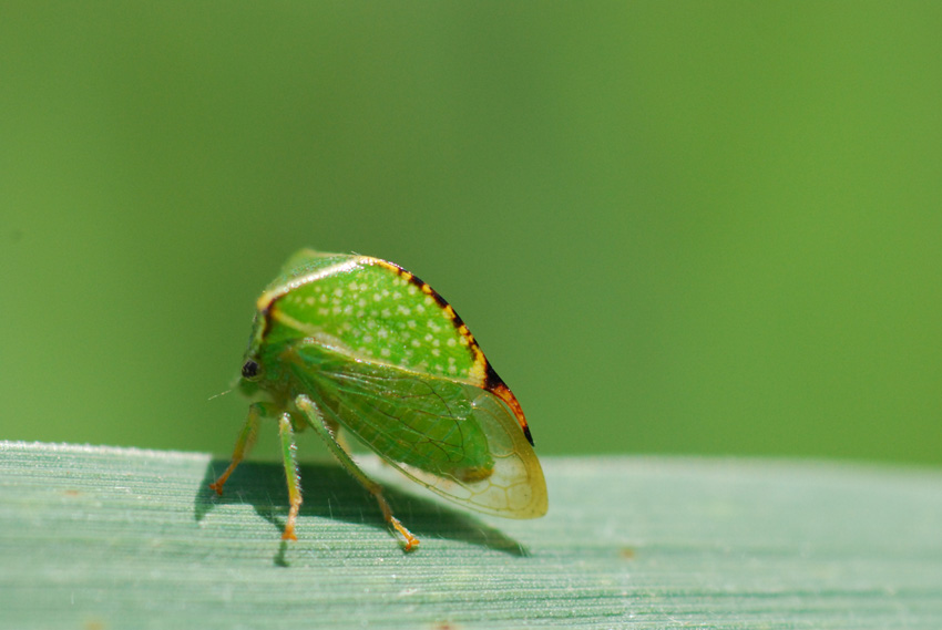 Questo insetto dove lo metto? [Stictocephala bisonia]